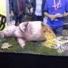 9. Међународни Фестивал Науке 2015.